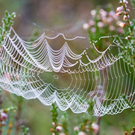Spiderweb